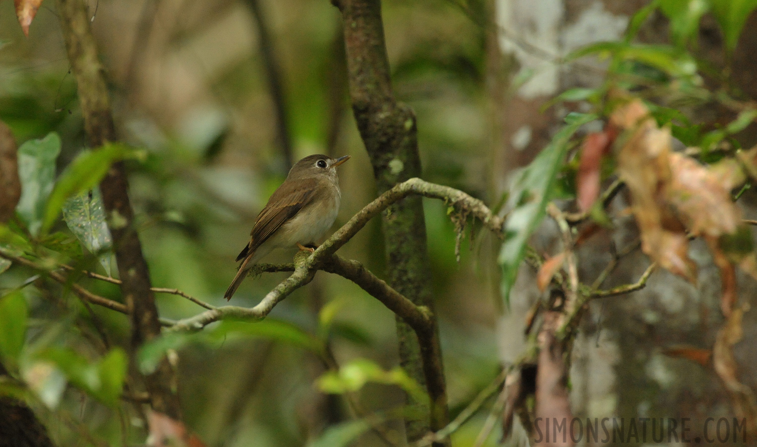 Muscicapa muttui [550 mm, 1/60 sec at f / 10, ISO 4000]